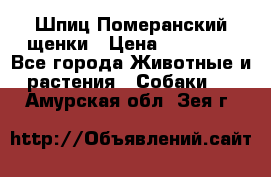 Шпиц Померанский щенки › Цена ­ 25 000 - Все города Животные и растения » Собаки   . Амурская обл.,Зея г.